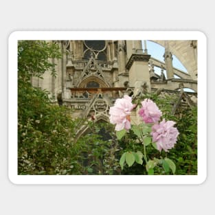 Paris Notre Dame de Paris Pink Rose Bush Sticker